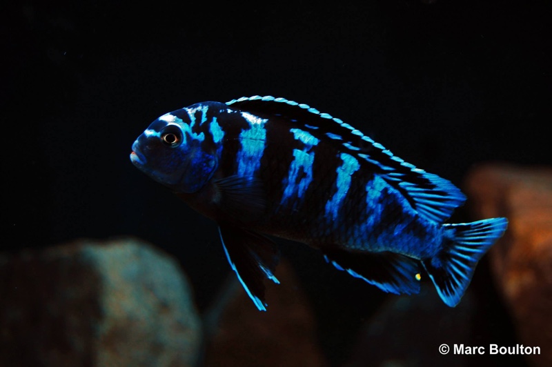 Chindongo saulosi 'Taiwanee Reef'